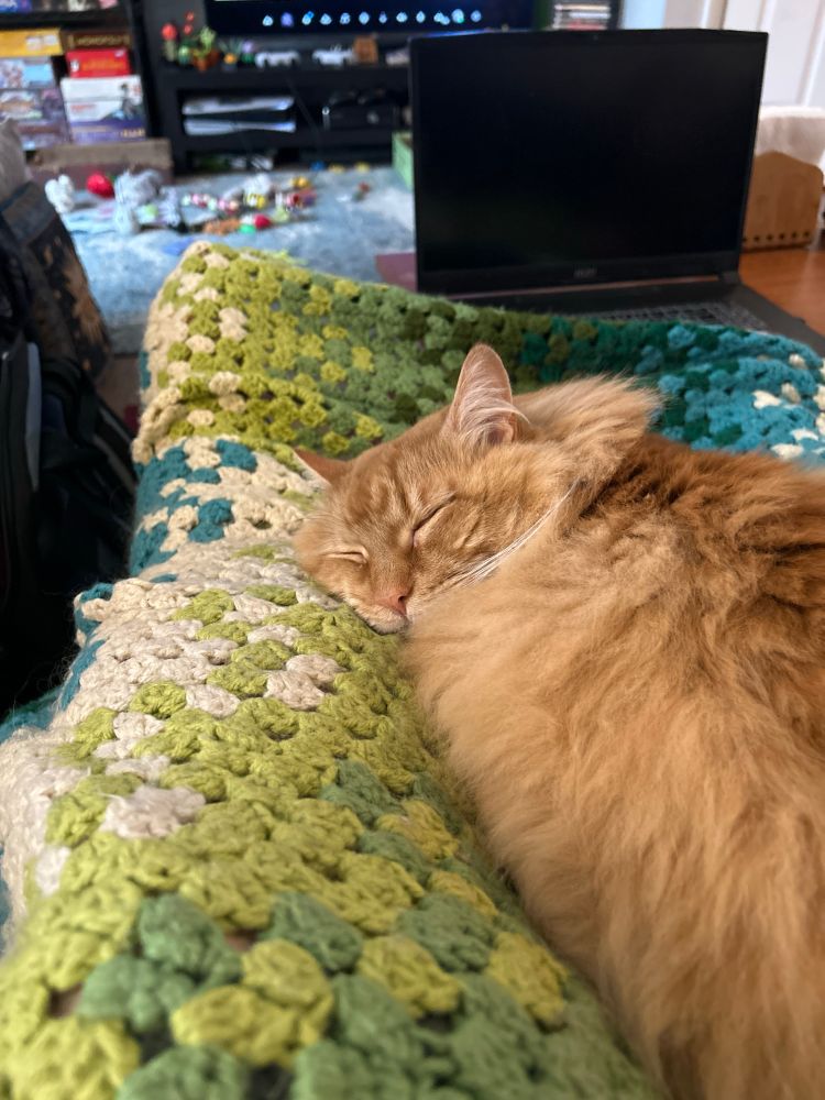 A furry orange cat sleeping in a lap.