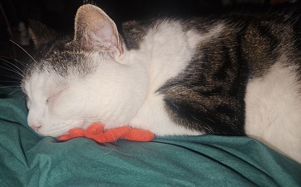A fat tabby and white cat. Using a little crab cat toy as a pillow. He's doing a little happy cat smile while he snoozes.