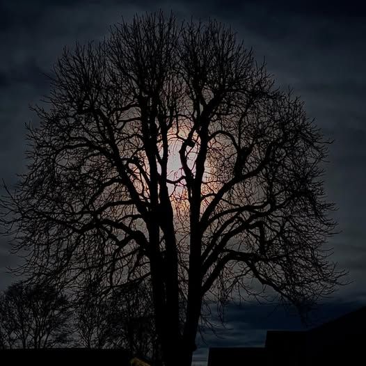 Tree lit from behind by the moon