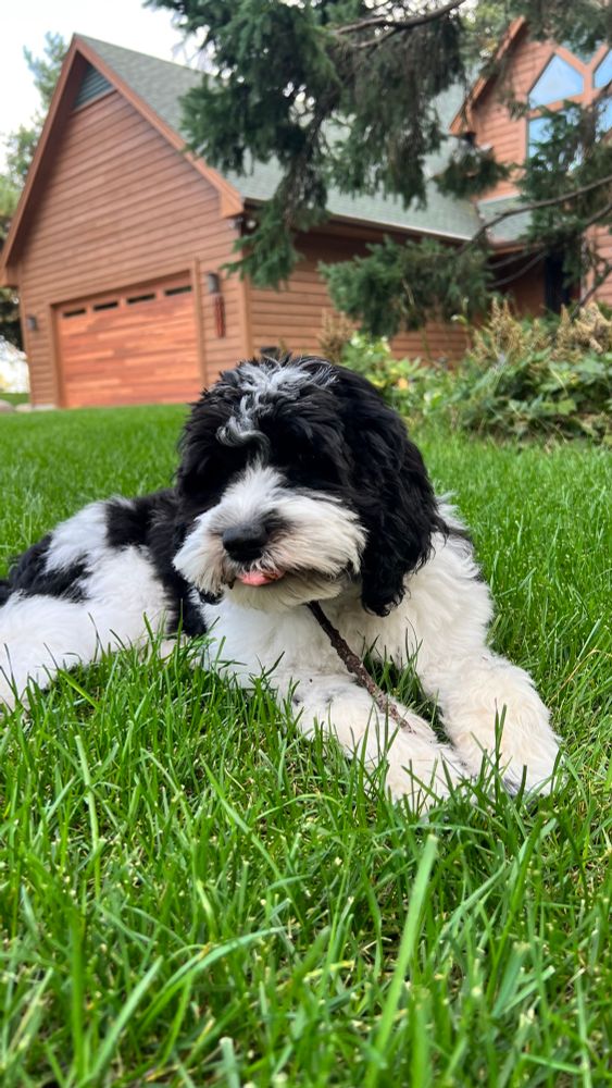 Cute black and white doodle sticking out her tongue looking a bit disgusted. 