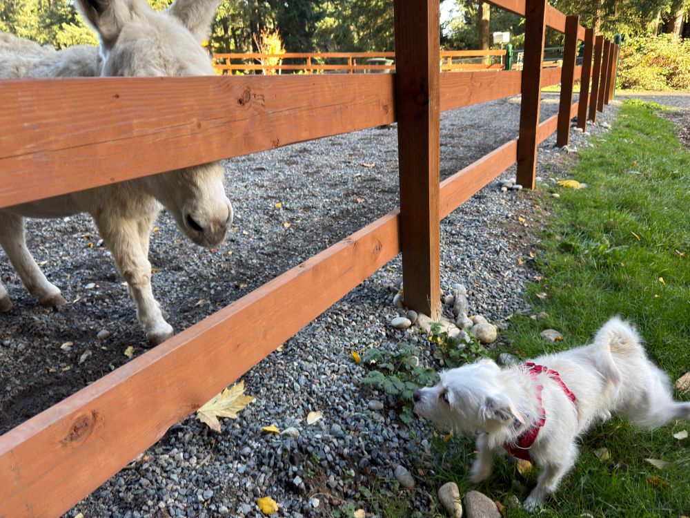 House approaching fence while little white dog on opposite side of the fence looks curious & a little cautious