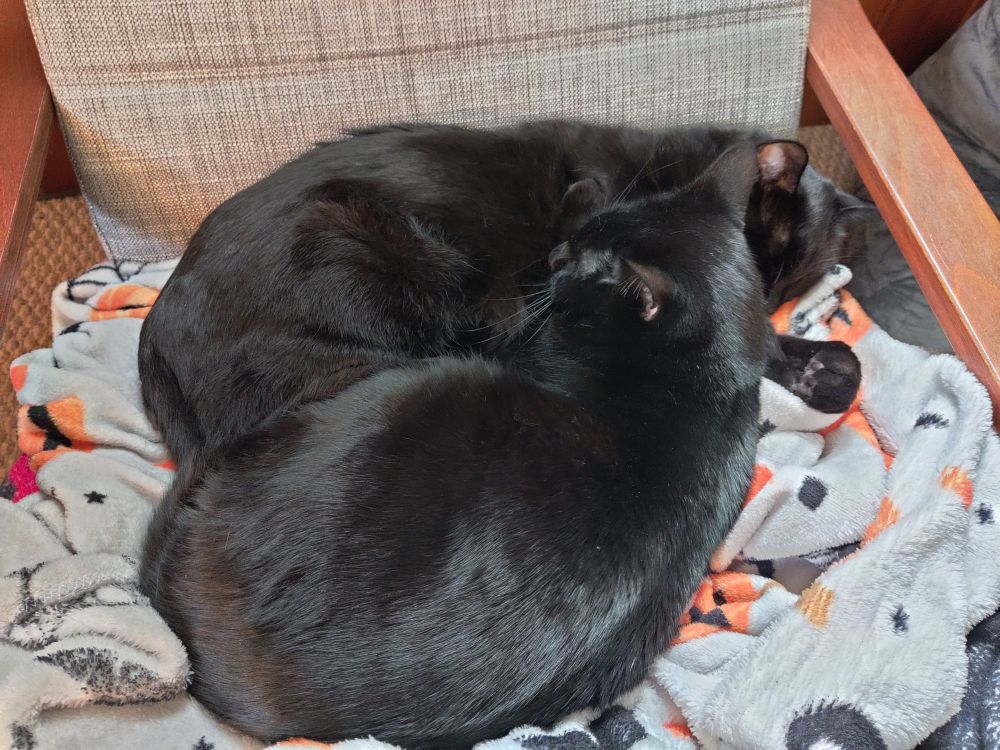 Two black cats snuggling together.