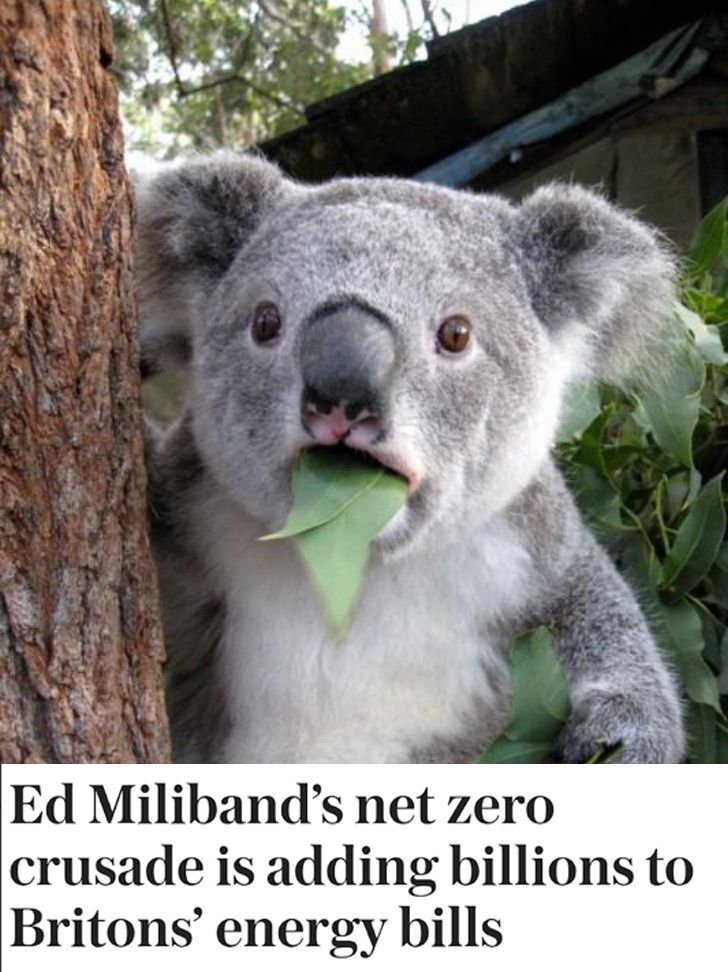 the shocked koala meme, along with the headline "Ed Miliband's net zero is adding billions of Britons' energy bills 