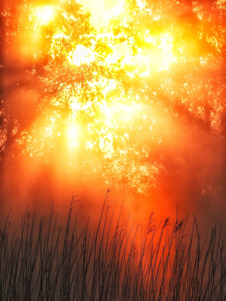 Sonnenlicht, das durch eine Nebelwand fällt vor Reetgras