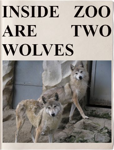Headline: INSIDE ZOO ARE TWO WOLVES
Image: Two wolves. In a zoo.