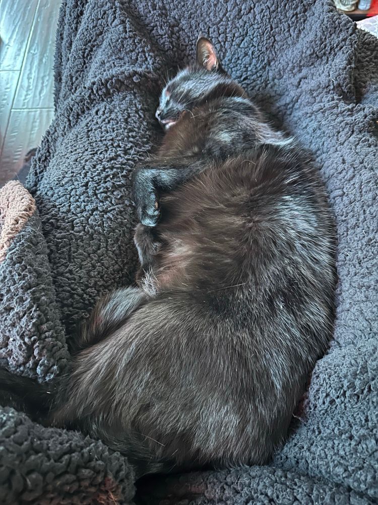 Stanley the black cat having a lazy Caturday