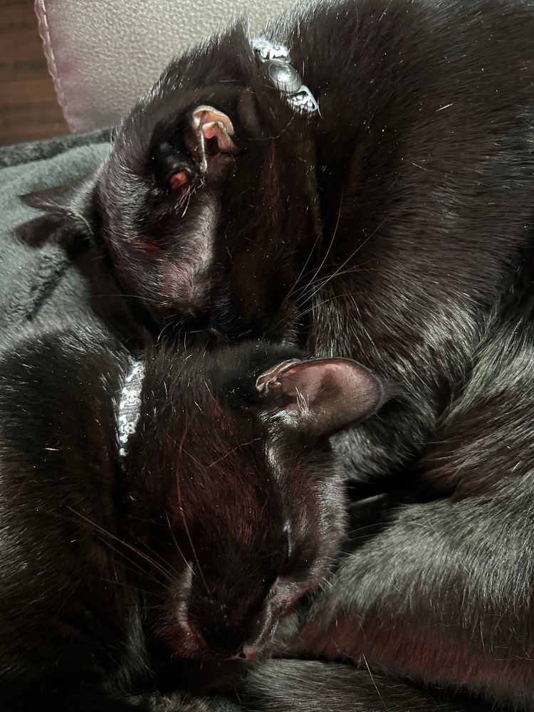 Two black cats; Stanley and Alfred