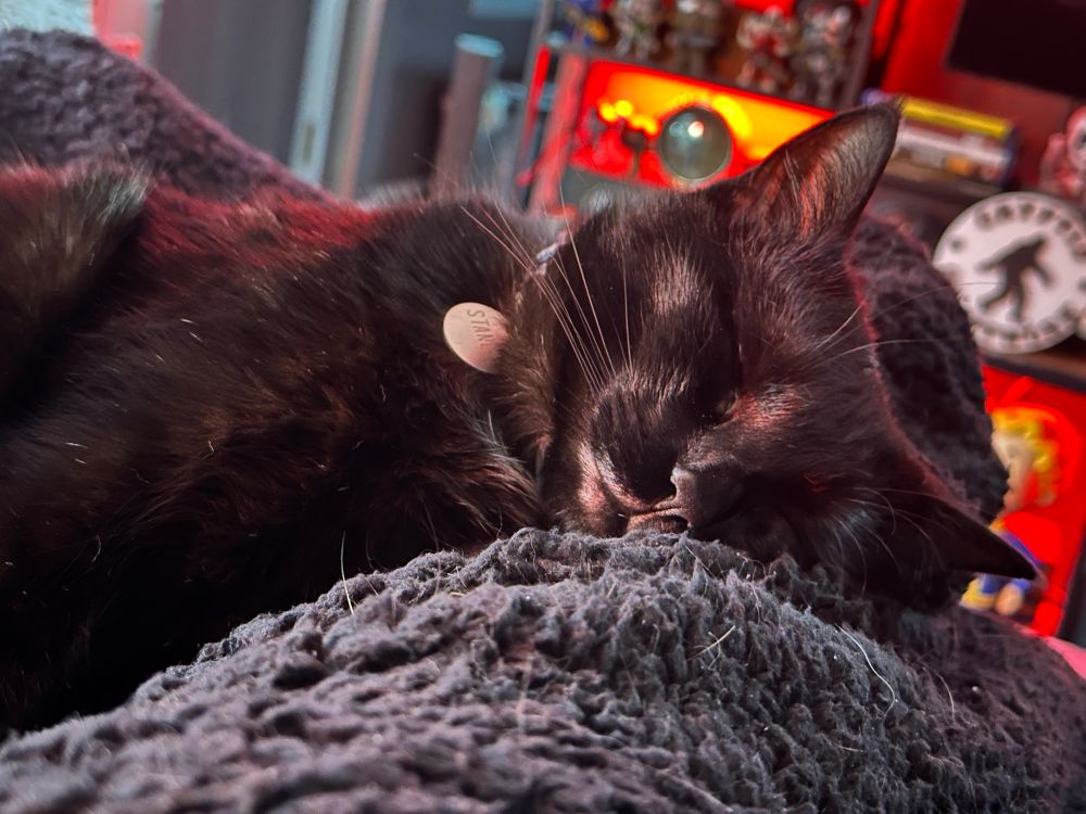 Stanley the black cat. 