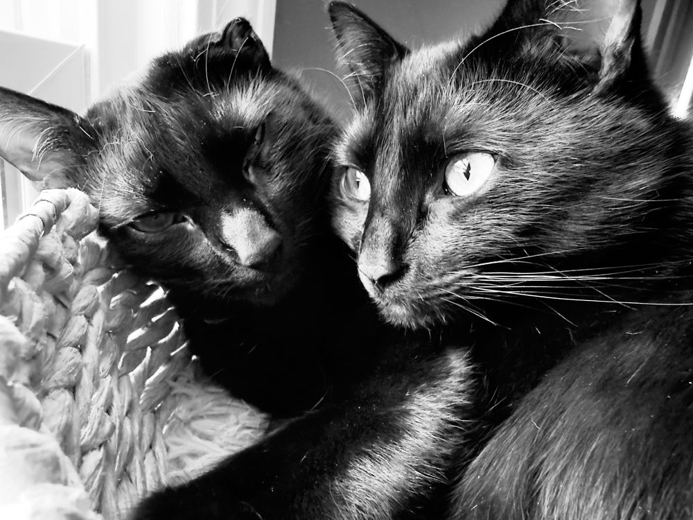 Two Black Cats: Brothers, Stanley & Alfred