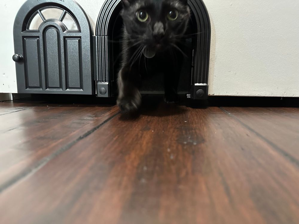 Alfred the black cat checking out his new cat door. 