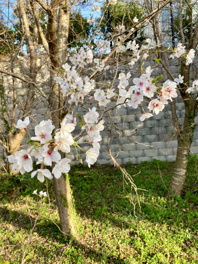 Cherry blossoms