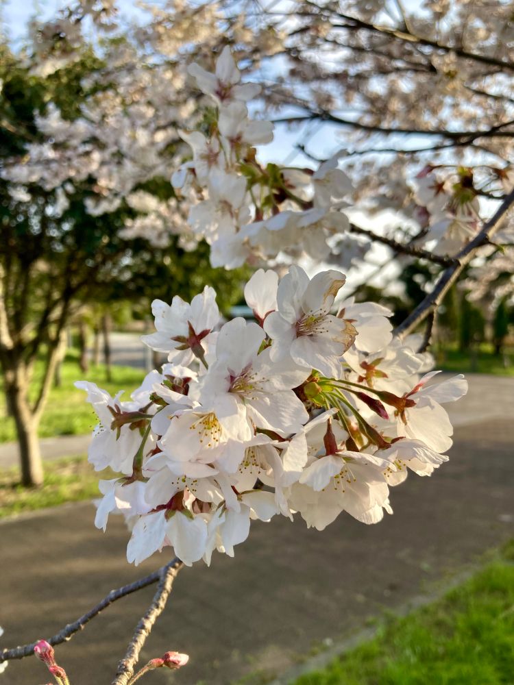 Cherry blossoms