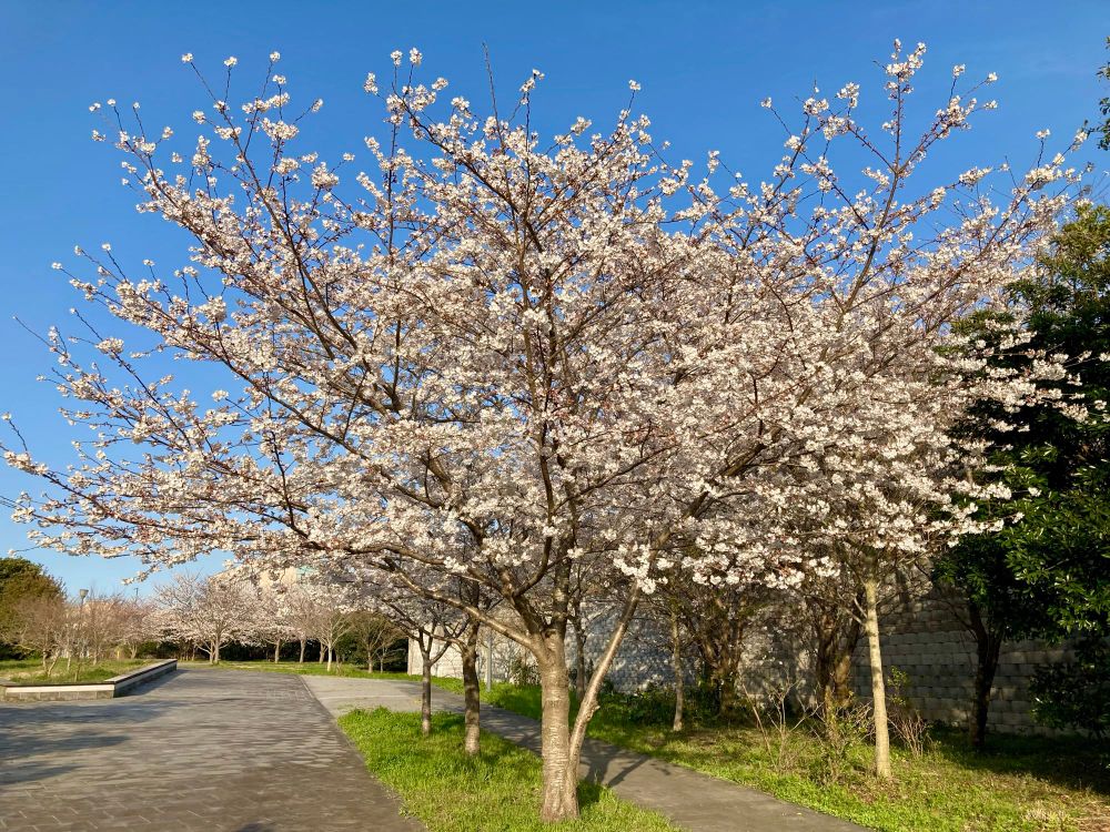 Cherry blossoms