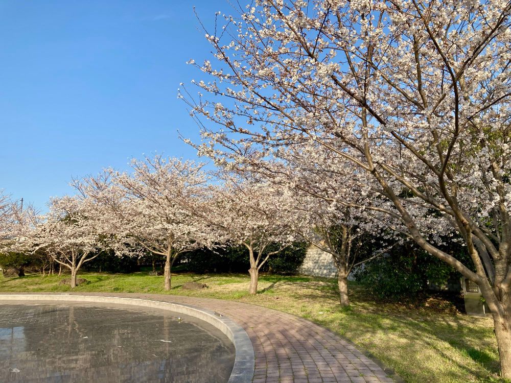 Cherry blossoms