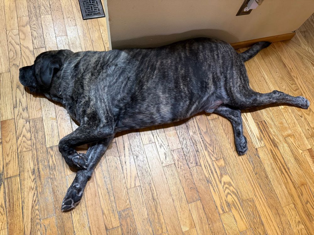 An english mastiff lies on a hardwood floor against a cream colored wall. He is roughly twenty floor slats long, from his booplesnoot to his rumpledumple.