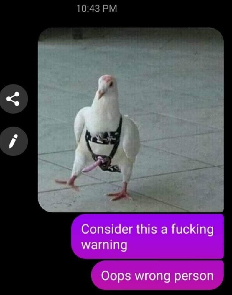 A screenshot of a text conversation beginning with a photo of a white bird strutting with a strap on penis, followed by the text 