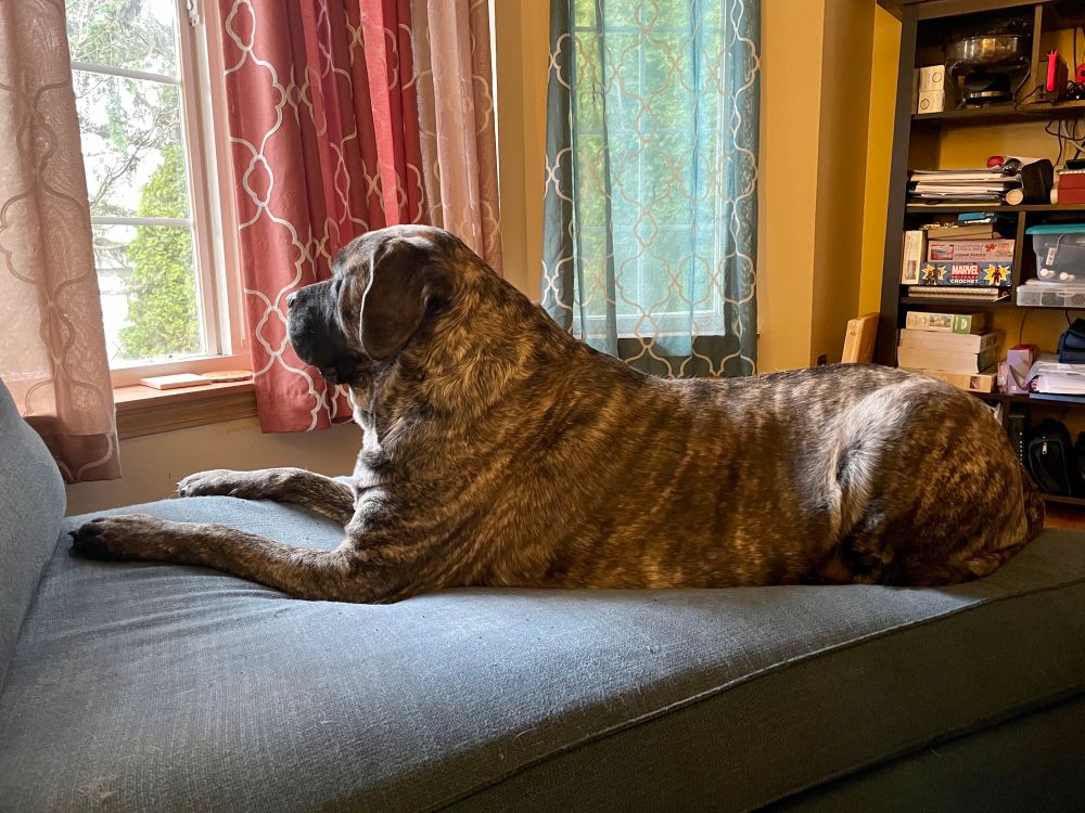 An english mastiff with a brindle patterning laying on a blue sofa before windows flanked with red and green curtains