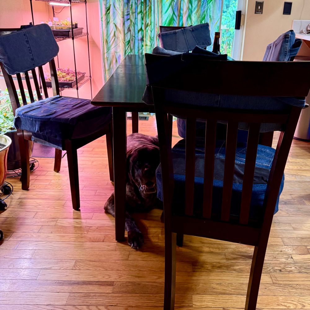 An english mastiff lies on a hardwood floor under a darkly-stained, wooden kitchen table, partly obscured by a chair. He is surprisingly stealthy for a 170 pound dog.
