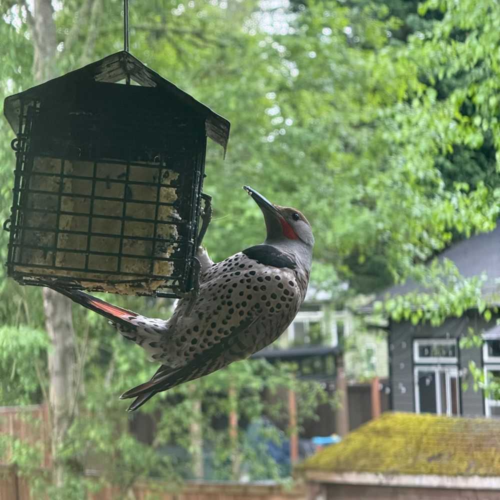 A northern flicker (white body with black spots, grey wings and head with red accents) hanging from a suet feeder