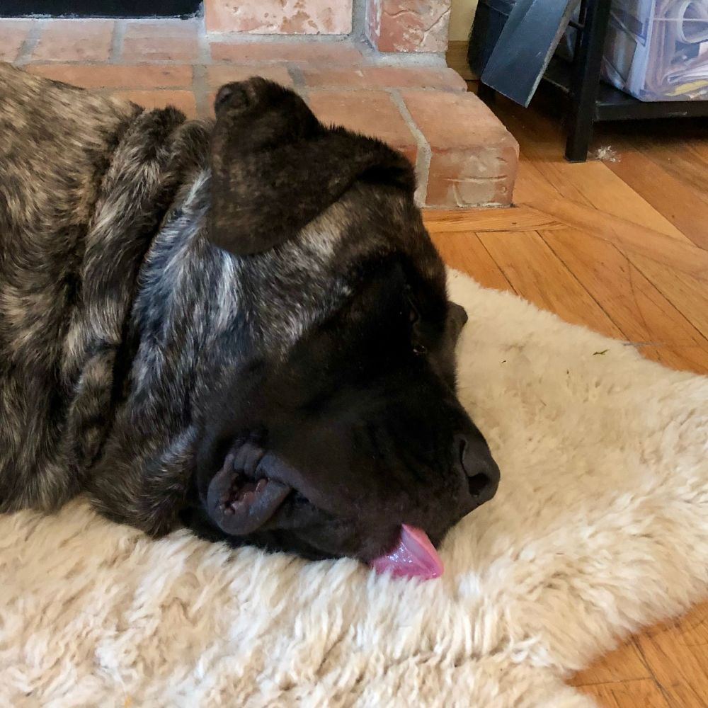 An english mastiff sleeps on a sheepskin rug with his tongue hanging out