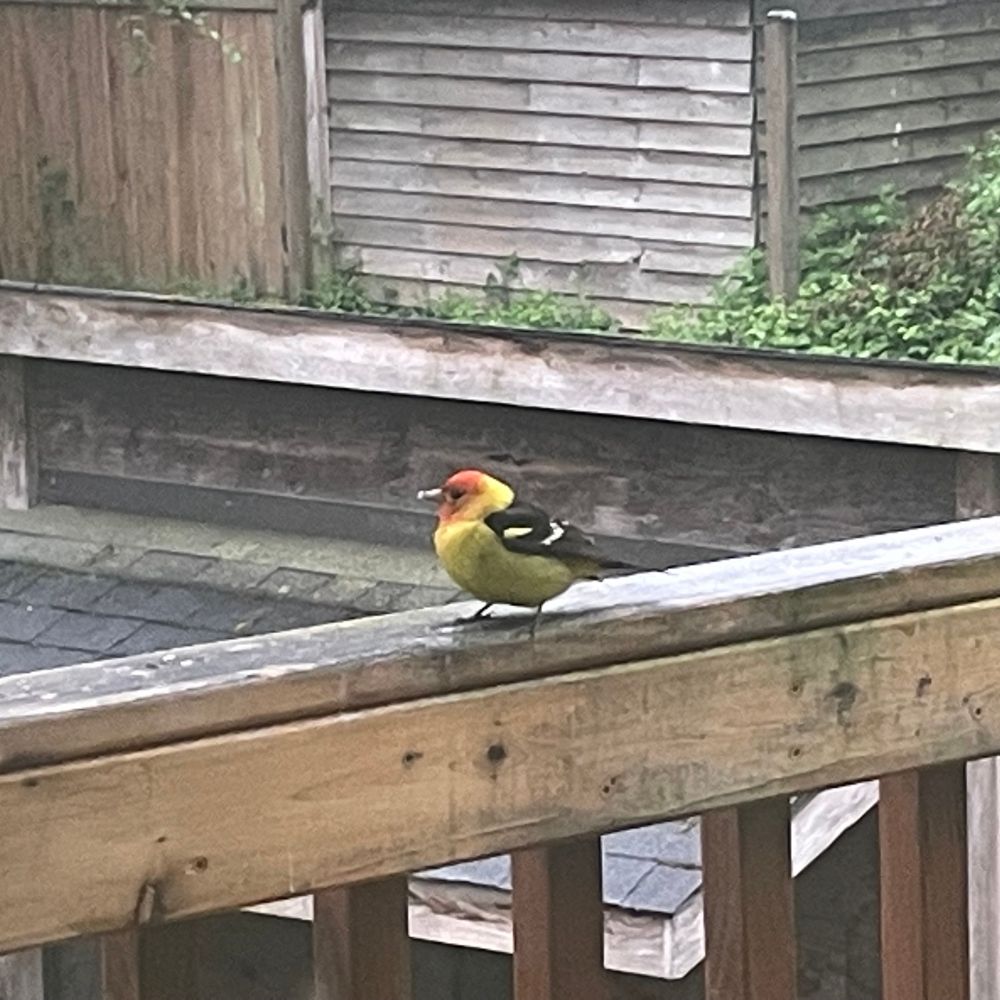 A western tanager (red head, yellow body, grey wings) sitting on a wood railing