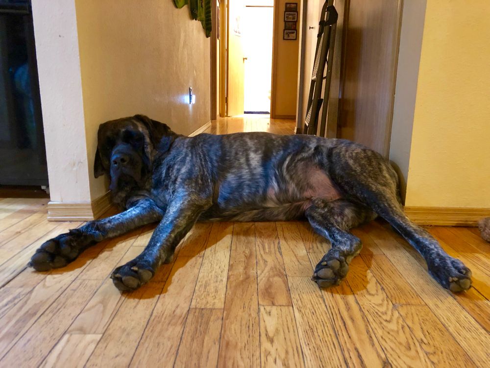 An english mastiff with a brindle patterning laying in a hallway and using the wall on one side as a pillow