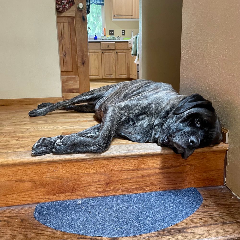 An english mastiff with a brindle patterning does his best potato impression on the floor at the top of a flight of stairs