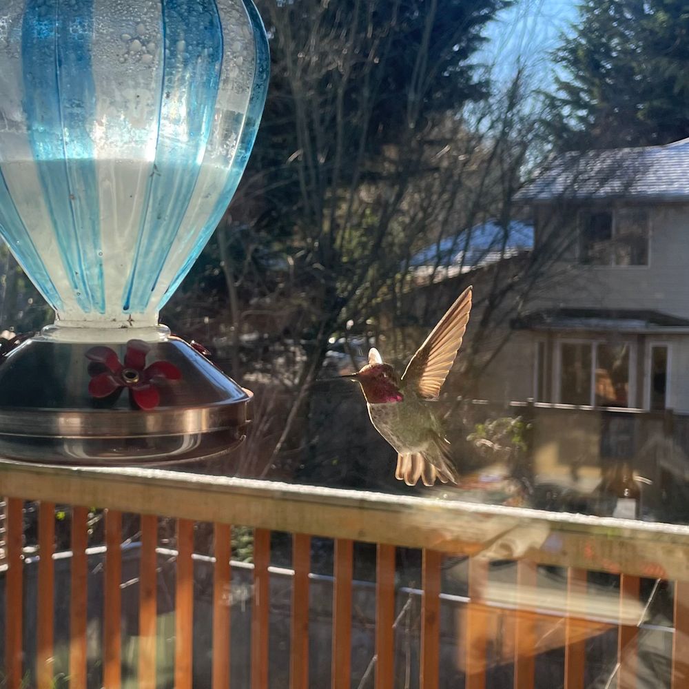 A ruby throated hummingbird (green and white body) in flight near a feeder, wings outstretched and lit from behind by the sun