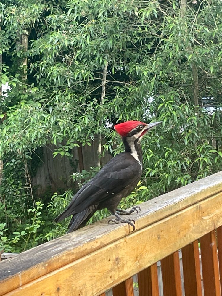 A black and white woodpecker with a bright red head