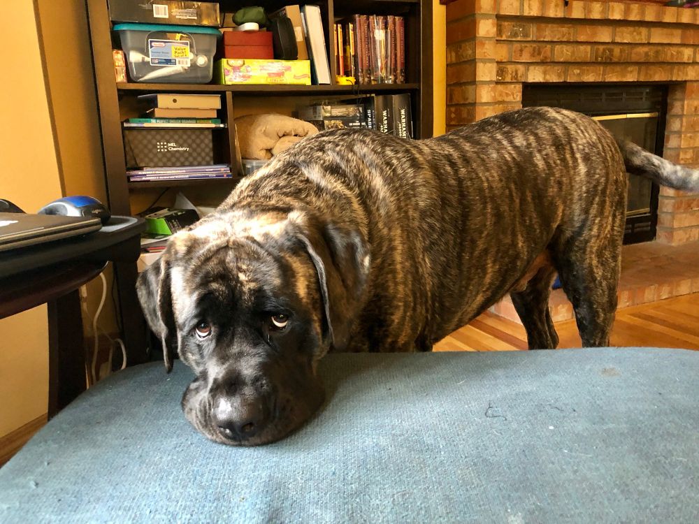 An english mastiff with a brindle patterning rests his chin on the edge of a blue sofa with his big soulful eyes looking at the camera