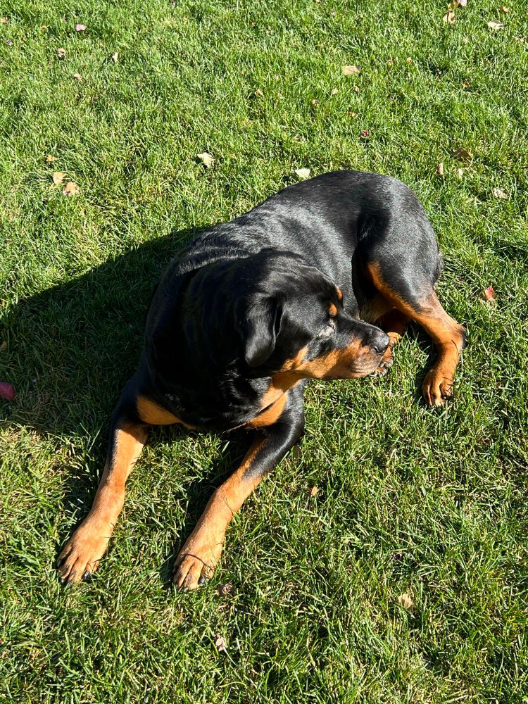 Jade the Rottweiler looking regal staring off into the sunset while lying on the grass. 