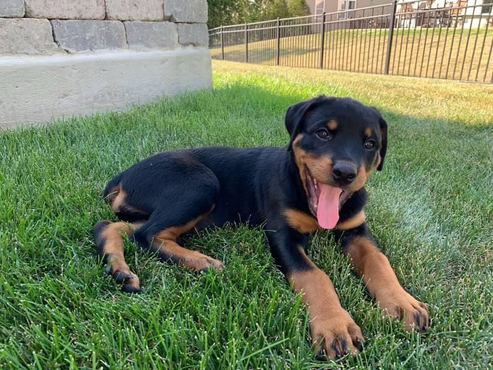 Jade the Rottweiler puppy lying in the grass with her mouth open. 