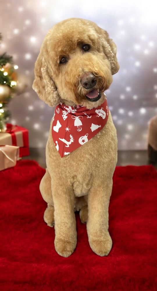 Dog just checking in with a head tilt. 