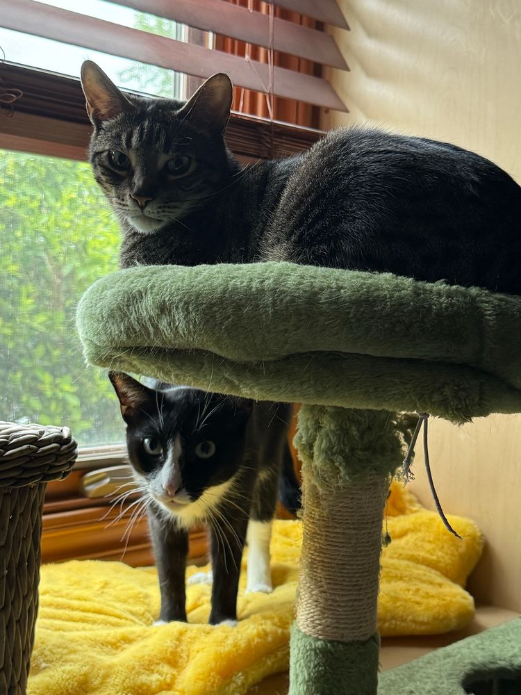 A grey mackerel cat and a tuxedo cat by a window. 