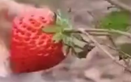 Strawberry in a much thinner, fresh twig