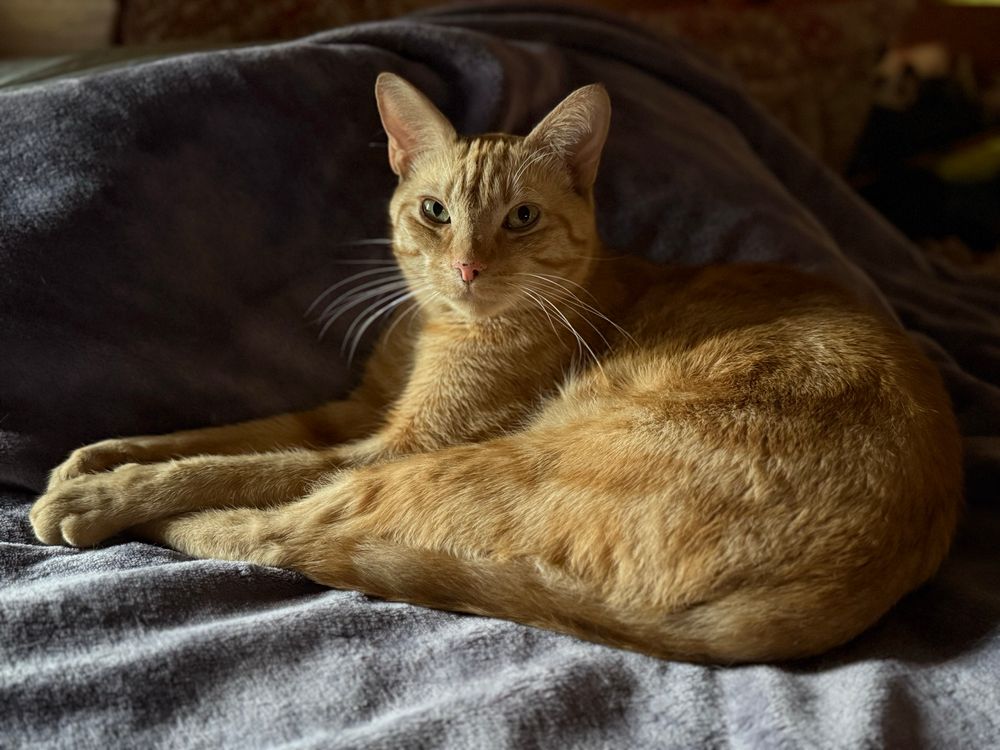 Ginger cat laying on a bed on a purple blanket. He’s looking at the photographer. 