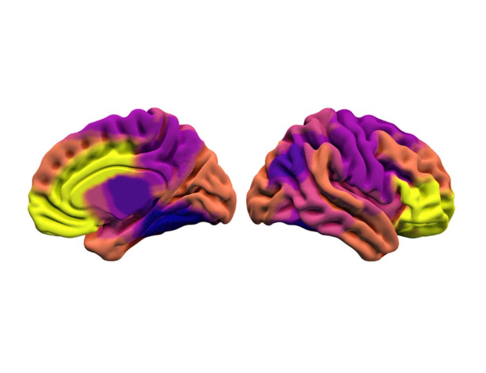 The uniqueness of human vulnerability to brain aging in great ape evolution