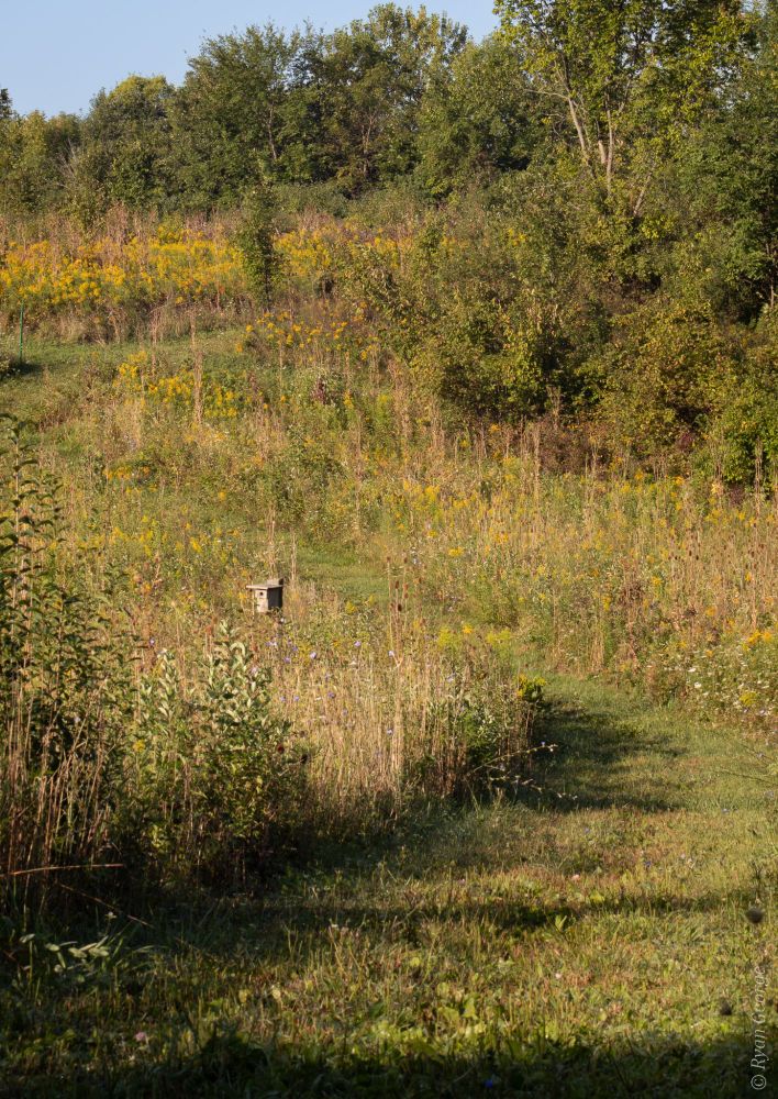A grassy path through a prairie landscape. The messy foliage is in full growth of mid summer with a mix of lush greens and yellows. There is a birdbox just to the left of the path. 