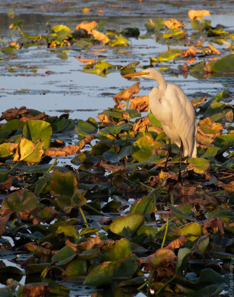 A photo of an egret, a large white bird with a long yellow pointed bill. It is a hazy yellow color from the bright morning sun. In the foreground of the photo is a clumped mass of lilypads floating atop a shallow lake. In the background are patches of open water with a few extra rafts of lilypads. 