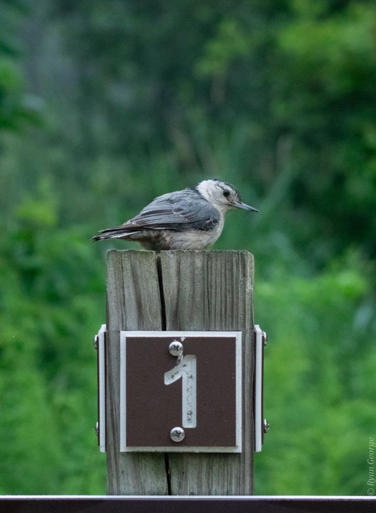 A nuthatch sits on top of a trail marker. The background is lush green foliage.