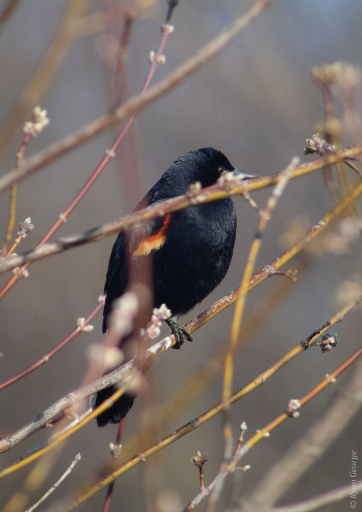 A red-winged blackbird perched on a branch, partially obscured by several overlapping layers of thin yellow branches in the foreground. The bird's eye is just visible over one of the nearer branches, giving the illusion that it is peeking.