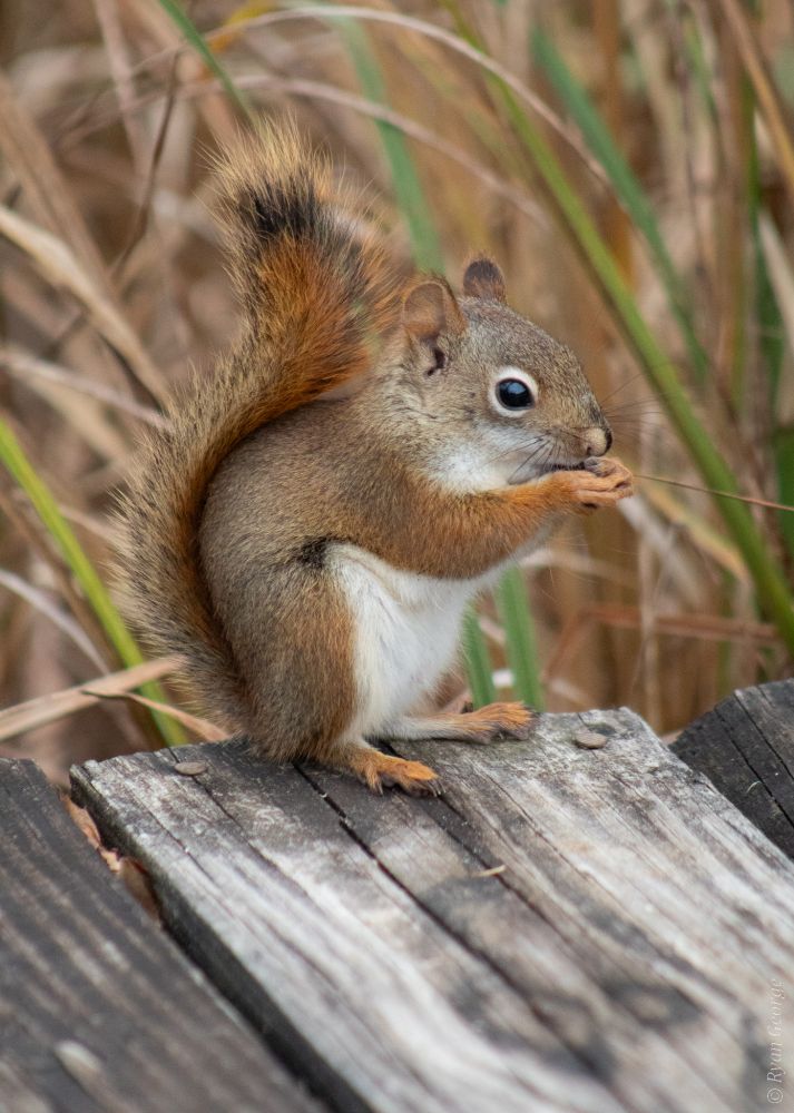A squirrel standing at the very end of a wooden plank. The perspective of the image is low to the ground, and the planks to the left and right of the squirrel imply that it is part of a boardwalk. The background is tall fronds of marshy foliage. 