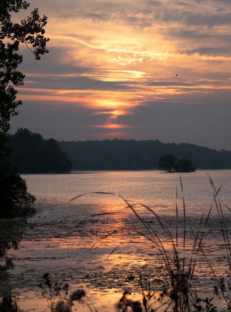 A photo of a sunrise with thin overlapping layers of cloud cover, causing the sunlight to bleed through in deep orange, red and yellow. The upper layers of cloud are letting more bright light through, causing a highlighted segment of clouds to stand out and show more of a fluffy texture. The lower half of the image is a scene overlooking a calm lake, reflecting the colors above. A hazy dark green treeline shows in the distance at the center of the image. Fronds of a plant on the near shoreline loom in the immediate distance and are out of focus.