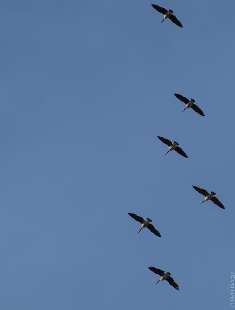 A photo of Canada Geese flying overhead. The perspective of the photo is from directly beneath a V-shaped group of flying geese, with a clear blue sky background. 