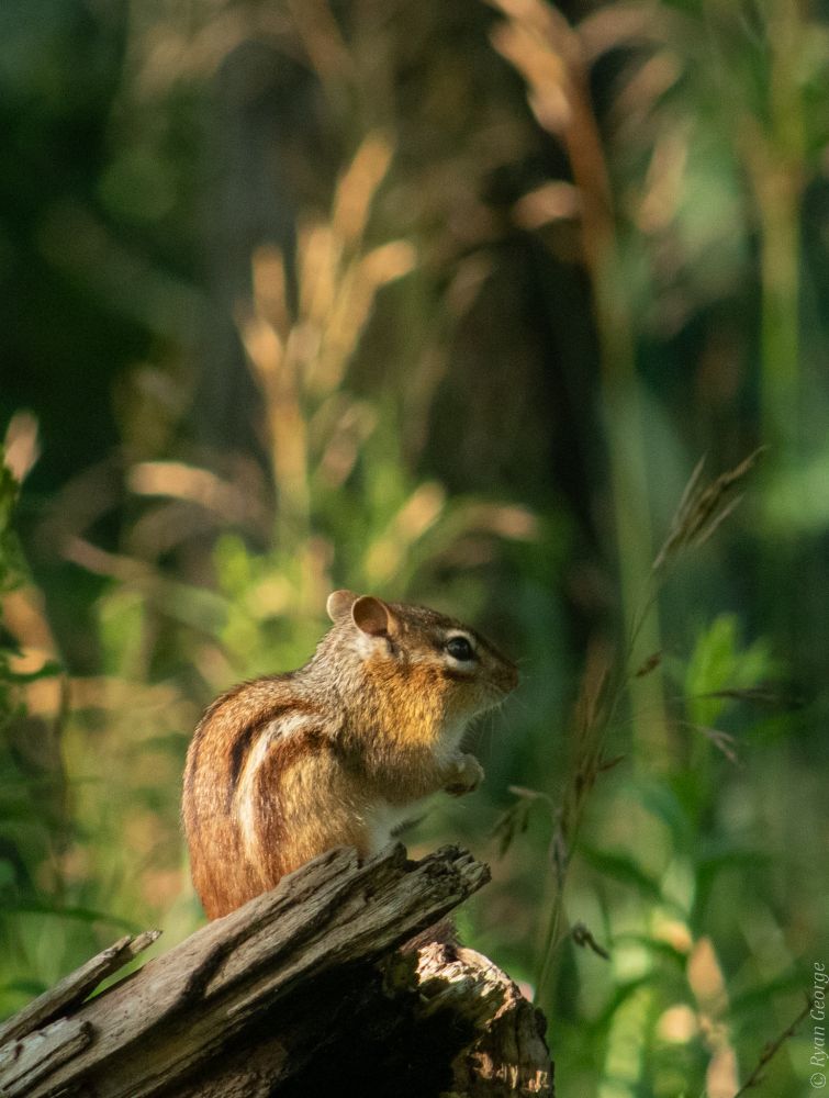 A photograph of a chimpmunk standing on top of a small log. The background is a weedy patch of tall grass. The image is a summery yellow and green from the rising morning sun. 