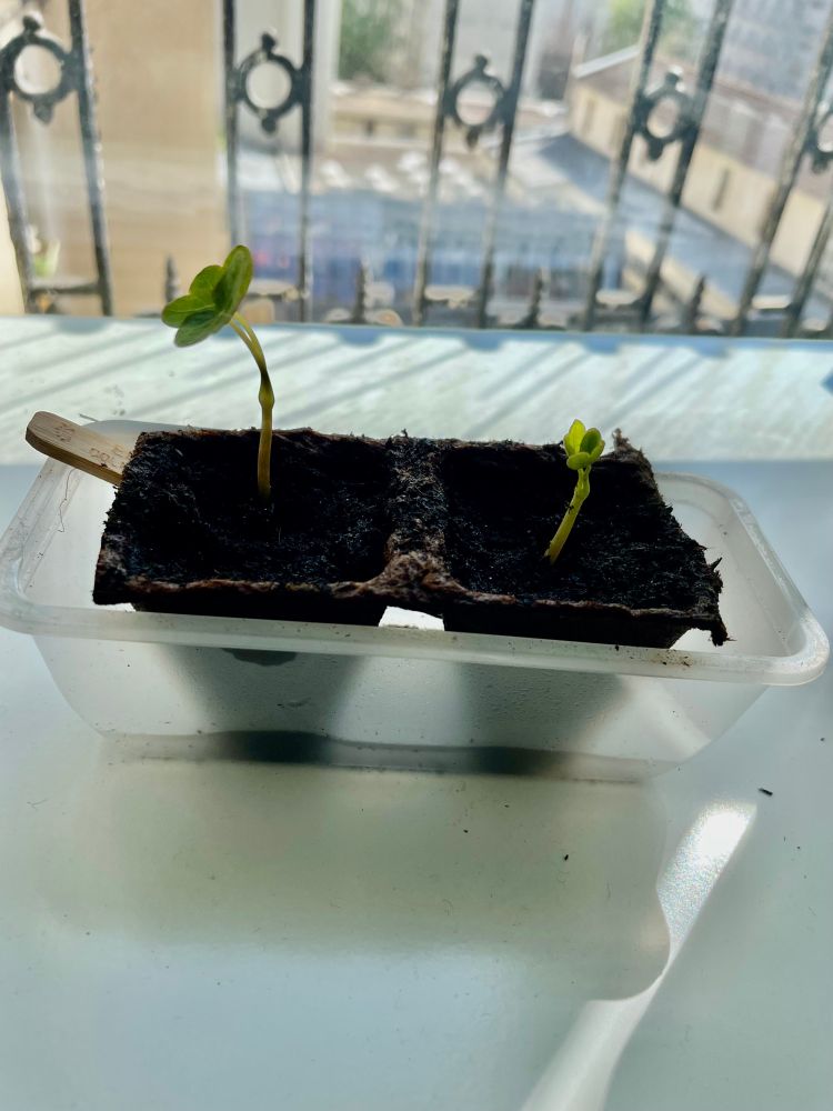 Petits semims de capucines : 2 plantules de 2-3cm de haut dans leur petite motte respective, sur fond de fenêtre, parce que la lumière c'est la vie du semims !