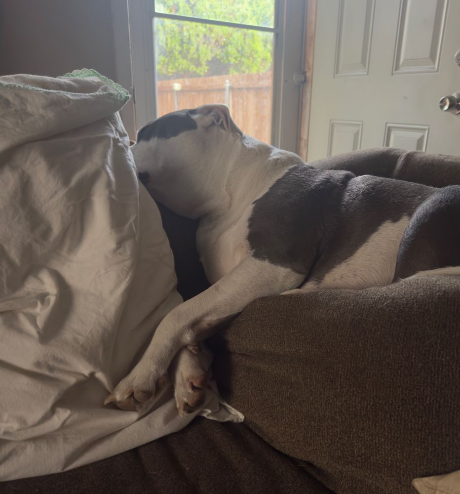 Riley, a black and white dog laying on top of a couch. Like how snoopy would. 