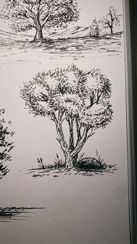 Hand drawing of a small ornamental tree with a rock, some tall grass, and weeds at its base.
