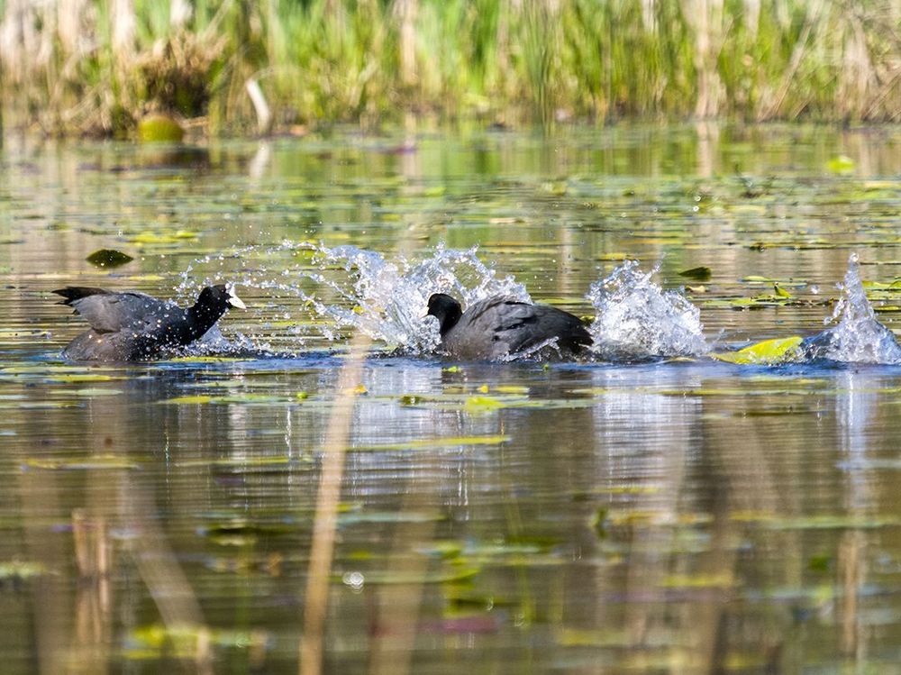 Photo series: Two Eurasian coots engaging in courtship, facing each other and one of the birds moving towards the other with water splashing.