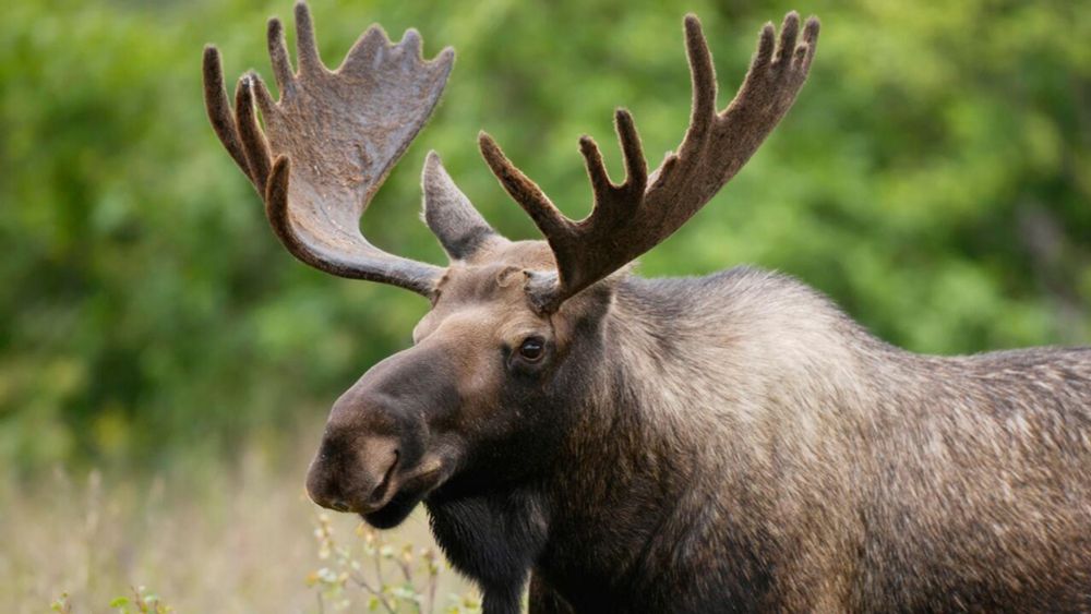 Les chasseurs sont invités à rapporter les dents des orignaux abattus